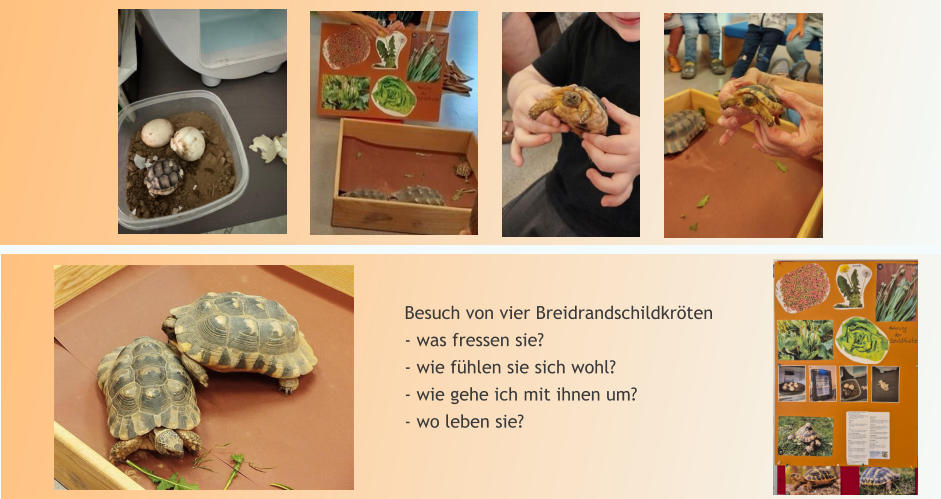 Besuch von vier Breidrandschildkrten - was fressen sie? - wie fhlen sie sich wohl? - wie gehe ich mit ihnen um? - wo leben sie?